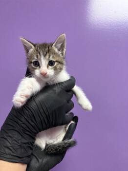 61586123 -  Domestic Short Hair Cat for Adoption in El Paso, Texas - 61586123 | PetCurious