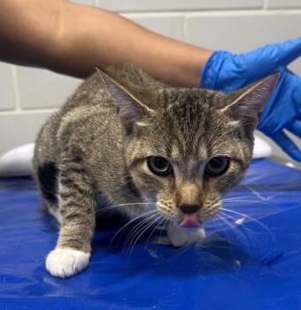 Gini -  Domestic Short Hair Cat for Adoption - Gini | PetCurious