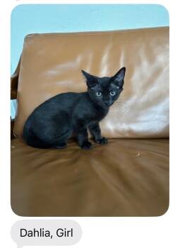 Dahlia -  Domestic Short Hair Cat for Adoption in Mustang, Oklahoma - Dahlia | PetCurious