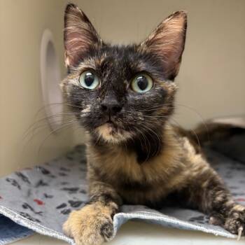 Rescue Domestic Short Hair Cats for Adoption in Jacksboro, Tennessee - Reese Cup | PetCurious