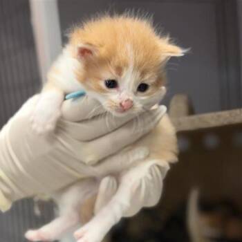 Feta -  Domestic Medium Hair Cat for Adoption in Houston, Texas - Feta | PetCurious