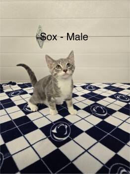 Sox -  Domestic Short Hair Cat for Adoption in Seven Valleys, Pennsylvania - Sox | PetCurious