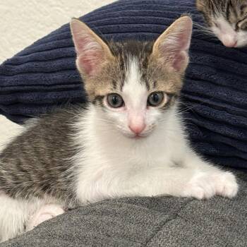 Domestic Short Hair Cats Available for Adoption in Austin, Texas - Nothin Bundt Cake 3 | PetCurious