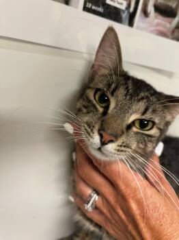 Jasper -  Domestic Short Hair Cat for Adoption in Greenfield, Indiana - Jasper | PetCurious