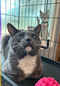 Domestic Short Hair Cats Available for Adoption in Gainesville, Texas - Dr. Phil | PetCurious
