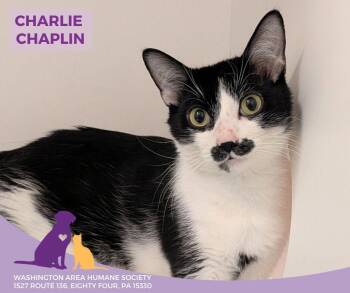 Domestic Short Hair Cats Available for Adoption - Charlie Chaplin | PetCurious