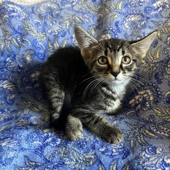 Freddy -  Domestic Short Hair Cat for Adoption in Waldorf, Maryland - Freddy | PetCurious