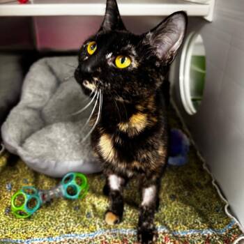 Domestic Short Hair Cats Available for Adoption in Clavet, Saskatchewan - Sylvie | PetCurious