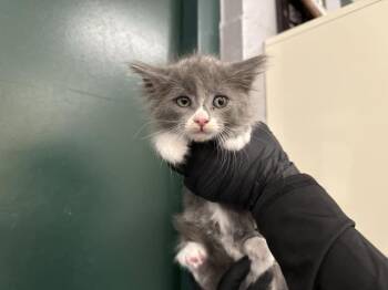A1924586 -  Domestic Short Hair Cat for Adoption in Thousand Palms, California - A1924586 | PetCurious