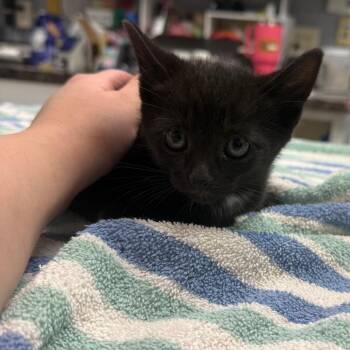Domestic Short Hair Cats Available for Adoption in Fort Bragg, California - Onyx | PetCurious