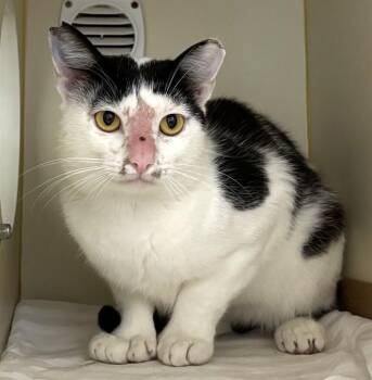 LARK -  Domestic Short Hair Cat for Adoption in Dedham, Massachusetts - LARK | PetCurious