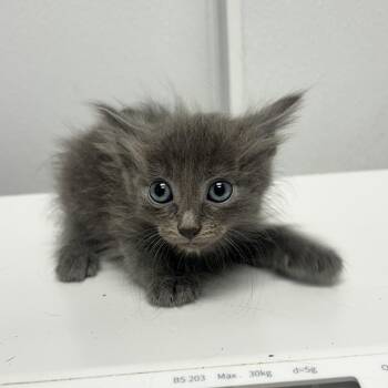 Chucho -  Domestic Medium Hair Cat for Adoption in Abilene, Texas - Chucho | PetCurious