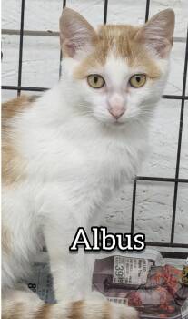 Rescue Domestic Short Hair Cats for Adoption in Hollister, Missouri - Albus | PetCurious