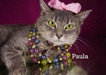 Paula -  Domestic Short Hair Cat for Adoption in York, Nebraska - Paula | PetCurious
