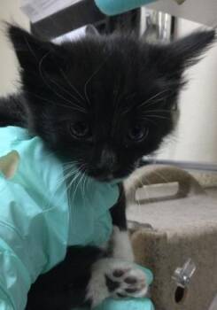 Domestic Short Hair Cats Available for Adoption in Riverside, California - MIGUEL | PetCurious