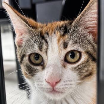 Bug Hunting -  Domestic Short Hair Cat for Adoption in Westminster, California - Bug Hunting | PetCurious