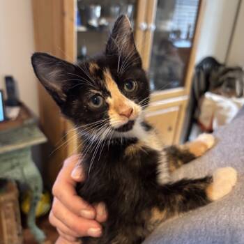 Rescue Domestic Short Hair Cats for Adoption in New York, New York - Delilah | PetCurious