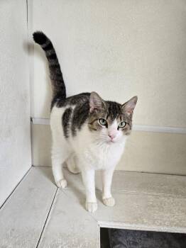 Domestic Short Hair Cats Available for Adoption in Maquoketa, Iowa - Olive | PetCurious