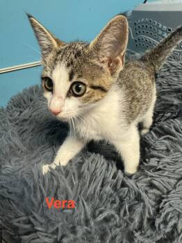 Vera -  American Shorthair and Tabby Cat for Adoption in Shrewsbury, Massachusetts - Vera | PetCurious
