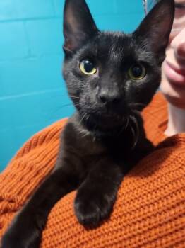 Rescue Domestic Short Hair Cats for Adoption in Minneapolis, Minnesota - Pistachio | PetCurious