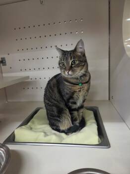 Millie -  Domestic Short Hair Cat for Adoption in Pocatello, Idaho - Millie | PetCurious