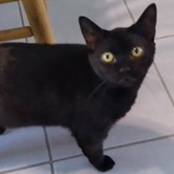 Fern -  Domestic Short Hair Cat for Adoption in Pickering, Ontario - Fern | PetCurious