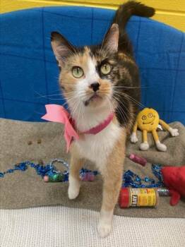 RUTH -  Domestic Short Hair Cat for Adoption - RUTH | PetCurious