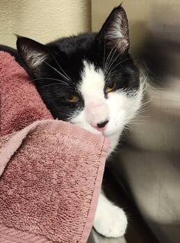 Parsnip -  Domestic Short Hair Cat for Adoption in Vancouver, Washington - Parsnip | PetCurious