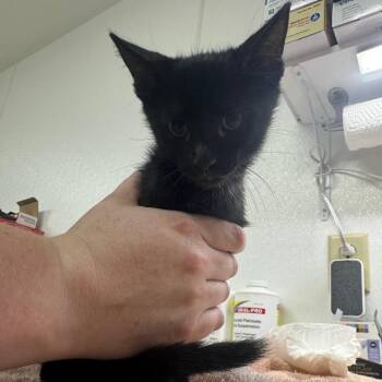 Jet -  Domestic Short Hair Cat for Adoption in Shelbyville, Illinois - Jet | PetCurious
