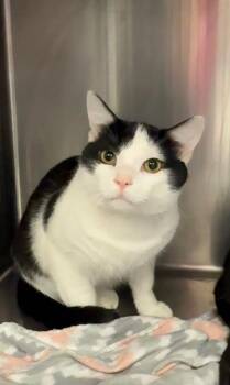 Domestic Short Hair Cats Available for Adoption - Ford | PetCurious