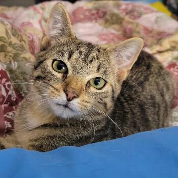 Fezzick -  Domestic Short Hair Cat for Adoption in Nashville, Indiana - Fezzick | PetCurious