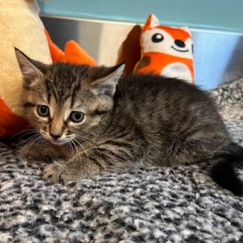 Domestic Short Hair Cats Available for Adoption in Mount Vernon, Indiana - Hazel | PetCurious
