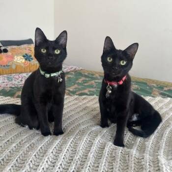 Rescue Domestic Short Hair Cats for Adoption in Stokesdale, North Carolina - Pearl And Maxine | PetCurious