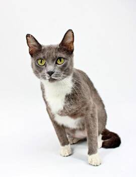 Domestic Short Hair Cats Available for Adoption in Morton Grove, Illinois - Valentina | PetCurious