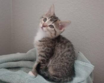 ANASTASIA -  Domestic Short Hair Cat for Adoption in Colorado Springs, Colorado - ANASTASIA | PetCurious