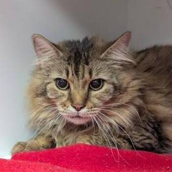Domestic Long Hair Cats Available for Adoption in Jeffersonville, Indiana - Fluffington | PetCurious