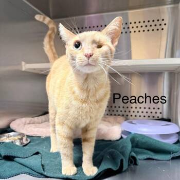 Peaches -  Domestic Short Hair Cat for Adoption in Knoxville, Tennessee - Peaches | PetCurious