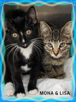 Mona -  Domestic Short Hair Cat for Adoption in Whiting, Indiana - Mona | PetCurious