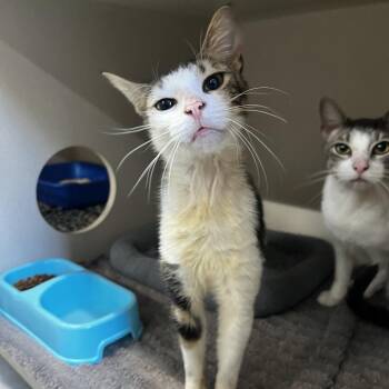 Jesse -  Domestic Short Hair Cat for Adoption in Summerville, South Carolina - Jesse | PetCurious