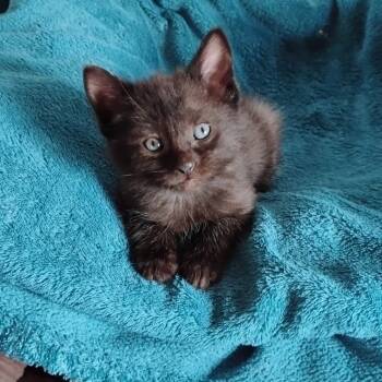 Rescue Domestic Short Hair Cats for Adoption in Rochester, Minnesota - GiGi | PetCurious