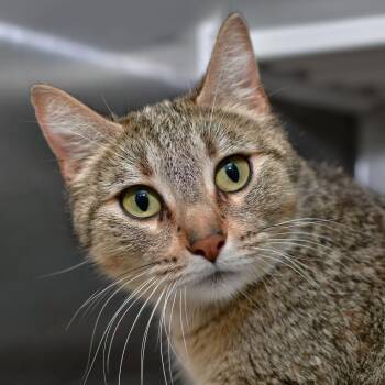 Penny -  Domestic Short Hair Cat for Adoption in Manhattan, Kansas - Penny | PetCurious