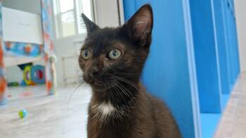 Jubilee -  Domestic Short Hair Cat for Adoption in Cullowhee, North Carolina - Jubilee | PetCurious