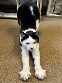 Rescue Domestic Short Hair Cats for Adoption in Chambersburg, Pennsylvania - Snowman | PetCurious