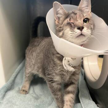 Mirielle -  Domestic Short Hair Cat for Adoption in Fairport, New York - Mirielle | PetCurious