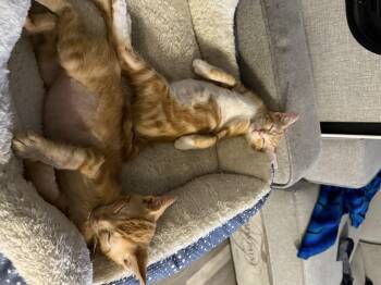 Rescue Domestic Short Hair Cats for Adoption in Palm City, Florida - Tom And Jerry | PetCurious