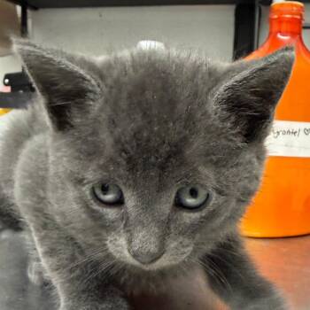 LILY KITTEN9 -  Domestic Short Hair Cat for Adoption in Richmond, California - LILY KITTEN9 | PetCurious