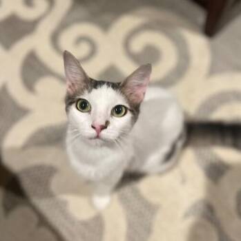 Domestic Short Hair and Tabby Cats Available for Adoption - Merida Mex | PetCurious