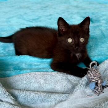 Peter Pan -  Domestic Short Hair Cat for Adoption in Evanston, Illinois - Peter Pan | PetCurious