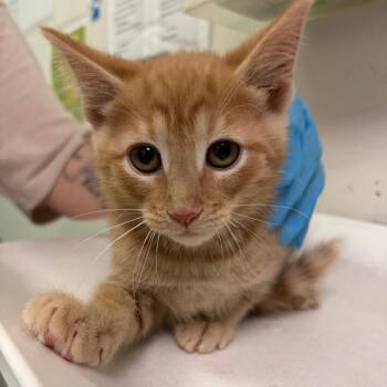 Domestic Medium Hair Cats Available for Adoption in Charleston, West Virginia - Orange Ginger Steak Stir Fry | PetCurious