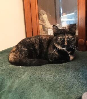 Rescue Domestic Short Hair Cats for Adoption in Hendersonville, Tennessee - Ming - Friendly & Loving | PetCurious